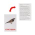 Карточки по методике Домана "Птицы России" Обучающие