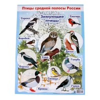 Плакат "Зимующие птицы" А2